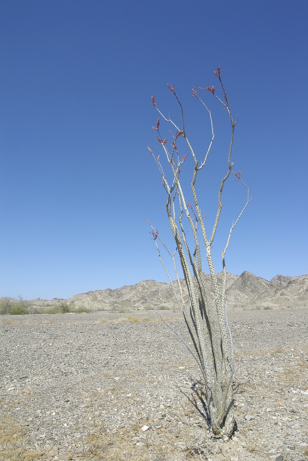 A solitary Ocotillo plant flowers in the desert from San Diego Seven: The Desert and the Dunes, Arizona and California, US - 22nd April