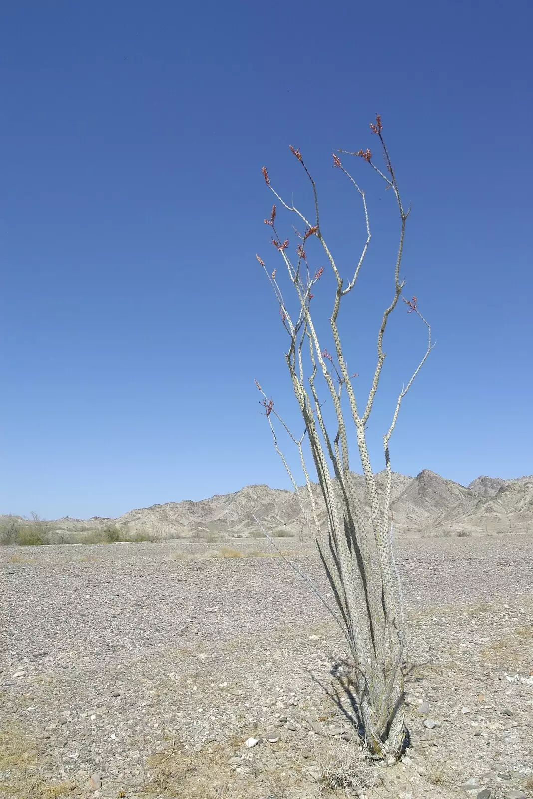 A solitary Ocotillo plant flowers in the desert, from San Diego Seven: The Desert and the Dunes, Arizona and California, US - 22nd April