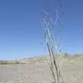 A solitary Ocotillo plant flowers in the desert, San Diego Seven: The Desert and the Dunes, Arizona and California, US - 22nd April