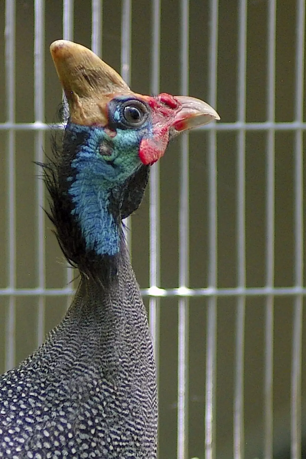 A cassowary at San Diego zoo, from San Diego Seven: The Desert and the Dunes, Arizona and California, US - 22nd April