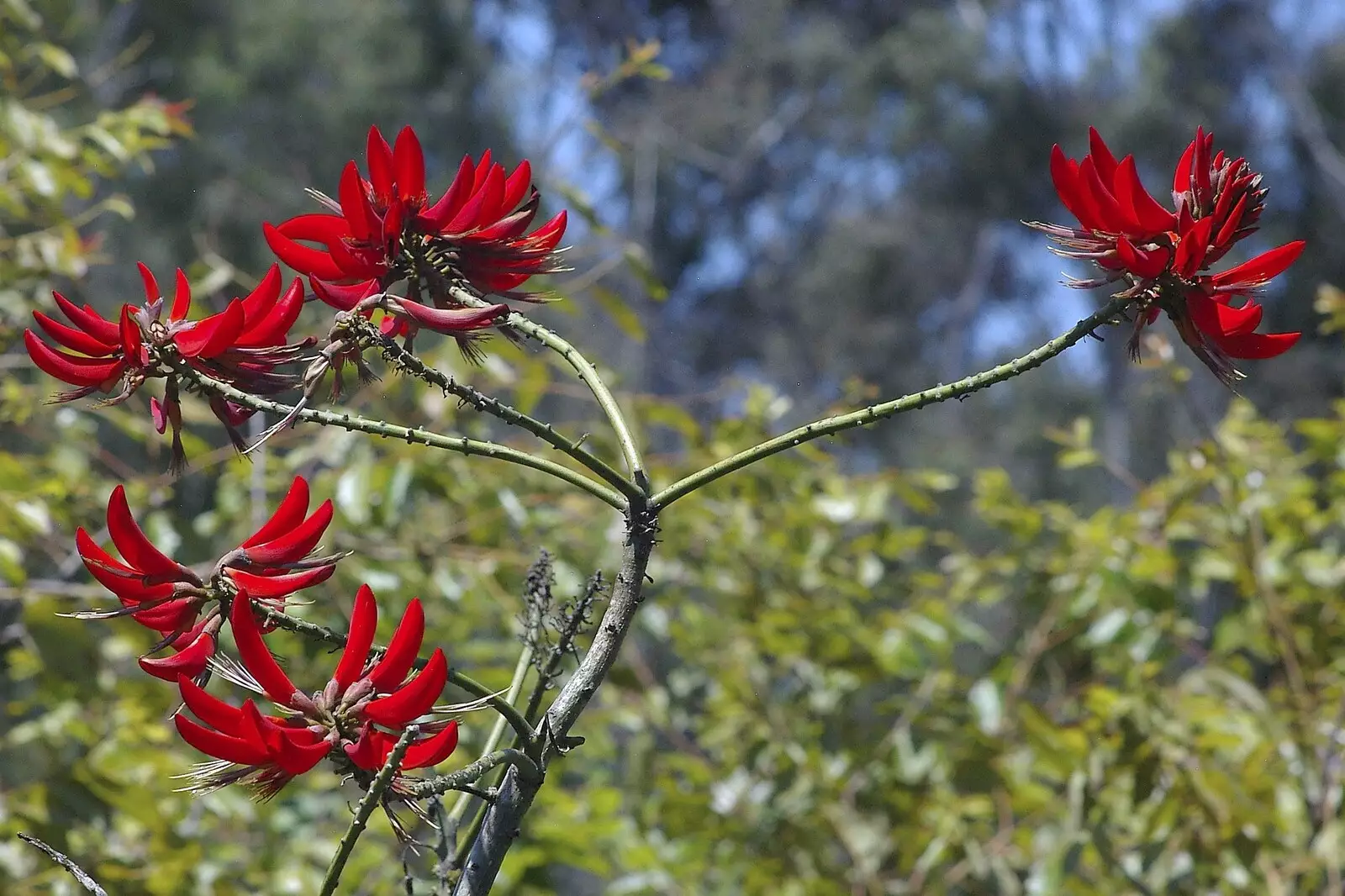 Bright red flowers, from San Diego Seven: The Desert and the Dunes, Arizona and California, US - 22nd April