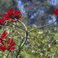 Bright red flowers, San Diego Seven: The Desert and the Dunes, Arizona and California, US - 22nd April