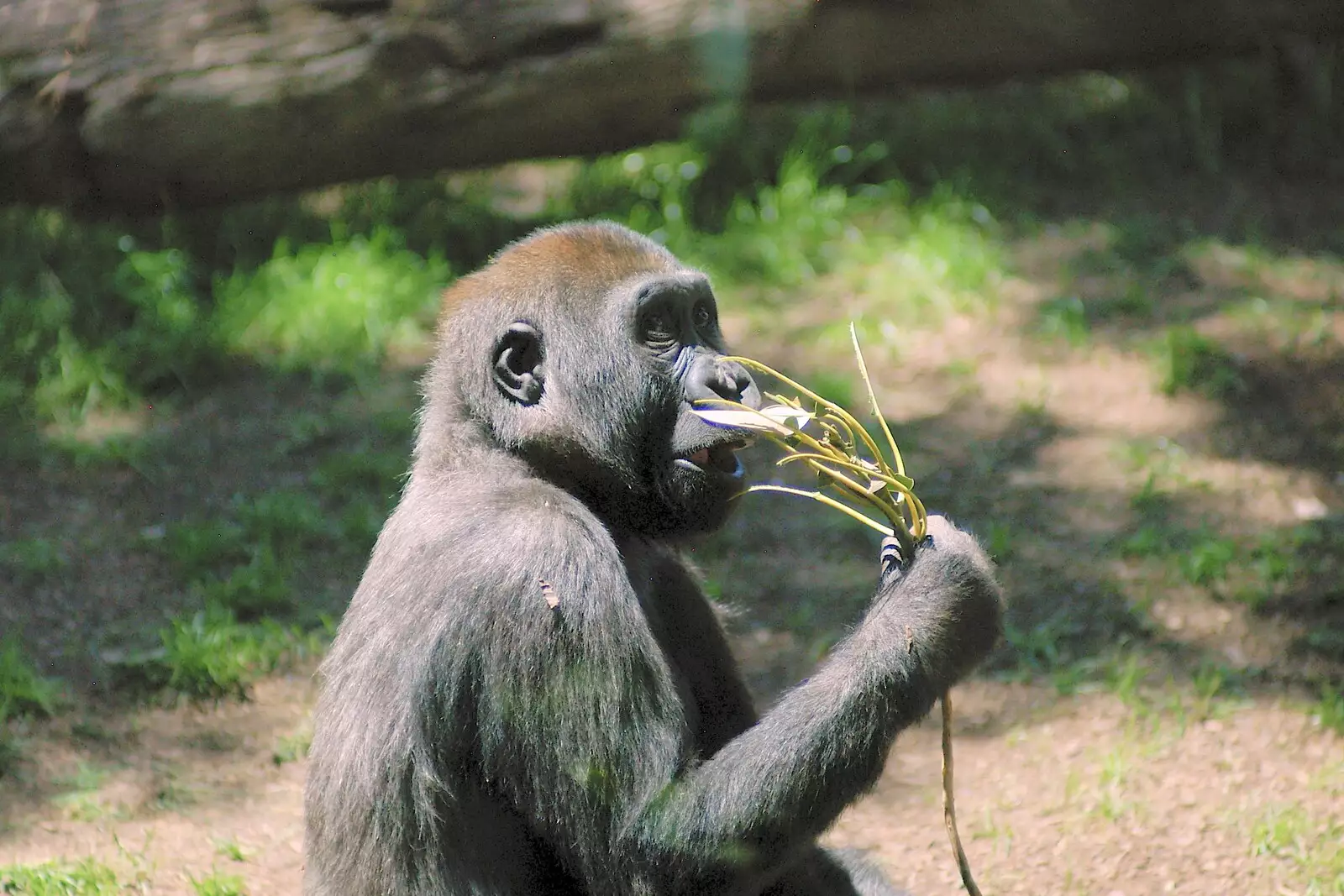 An ape eats some foliage, from San Diego Seven: The Desert and the Dunes, Arizona and California, US - 22nd April