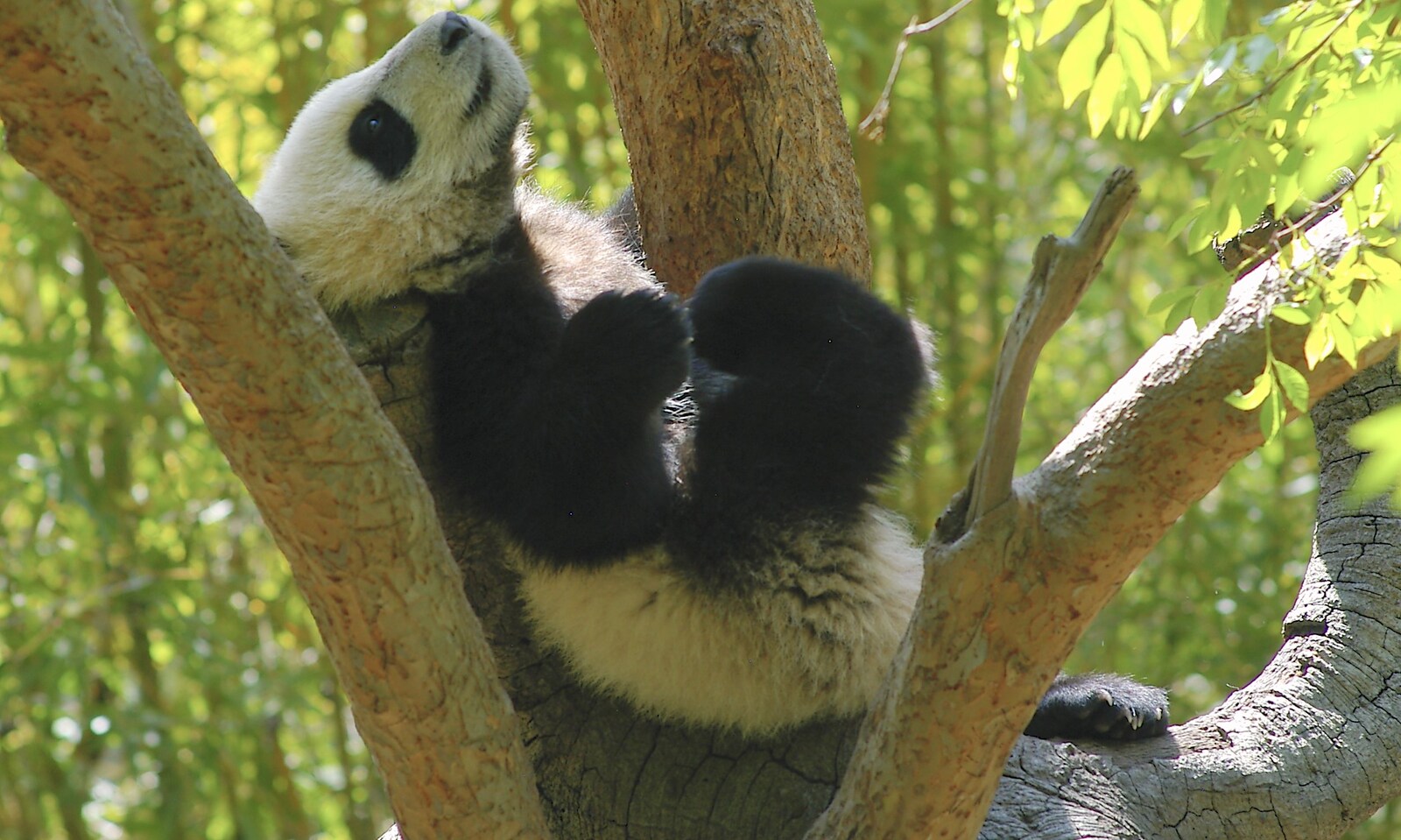 A panda lies back in a tree from San Diego Seven: The Desert and the Dunes, Arizona and California, US - 22nd April