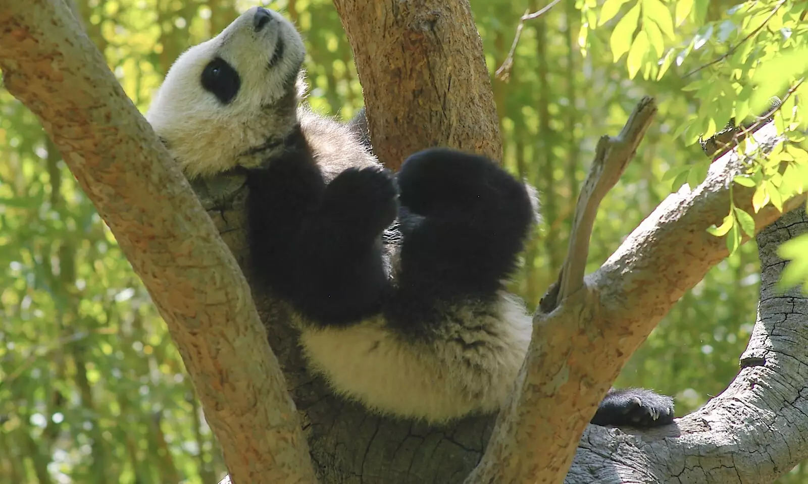 A panda lies back in a tree, from San Diego Seven: The Desert and the Dunes, Arizona and California, US - 22nd April