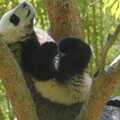 A panda lies back in a tree, San Diego Seven: The Desert and the Dunes, Arizona and California, US - 22nd April
