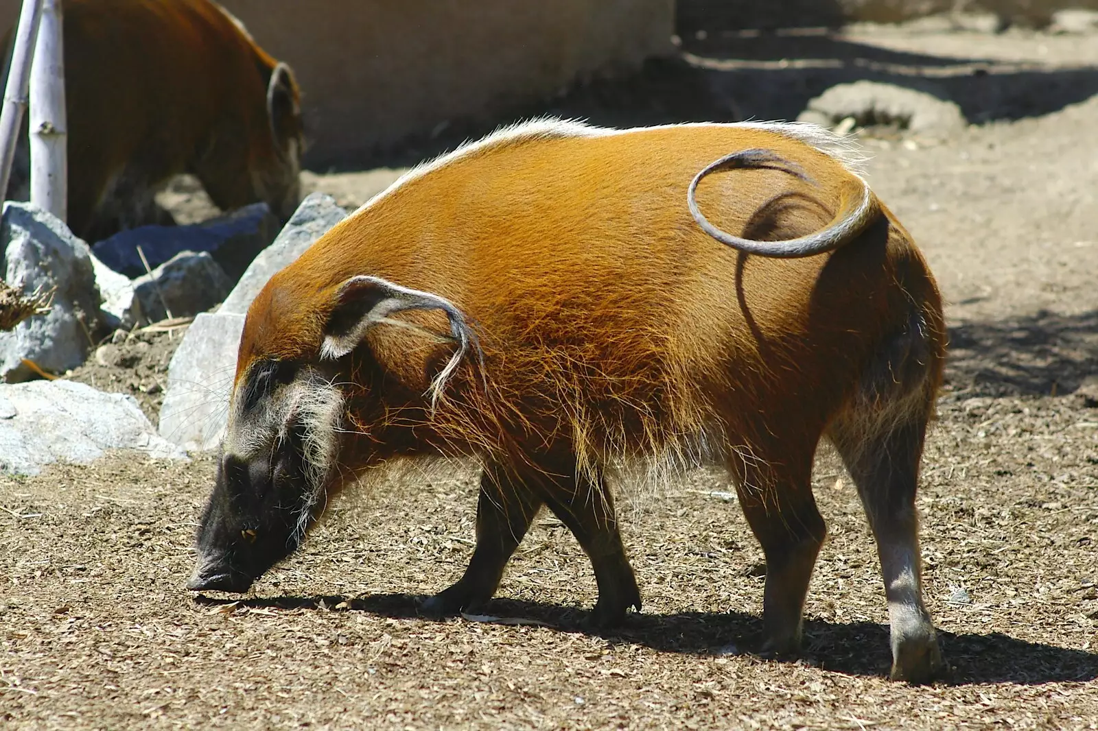 Some sort of warthog, from San Diego Seven: The Desert and the Dunes, Arizona and California, US - 22nd April