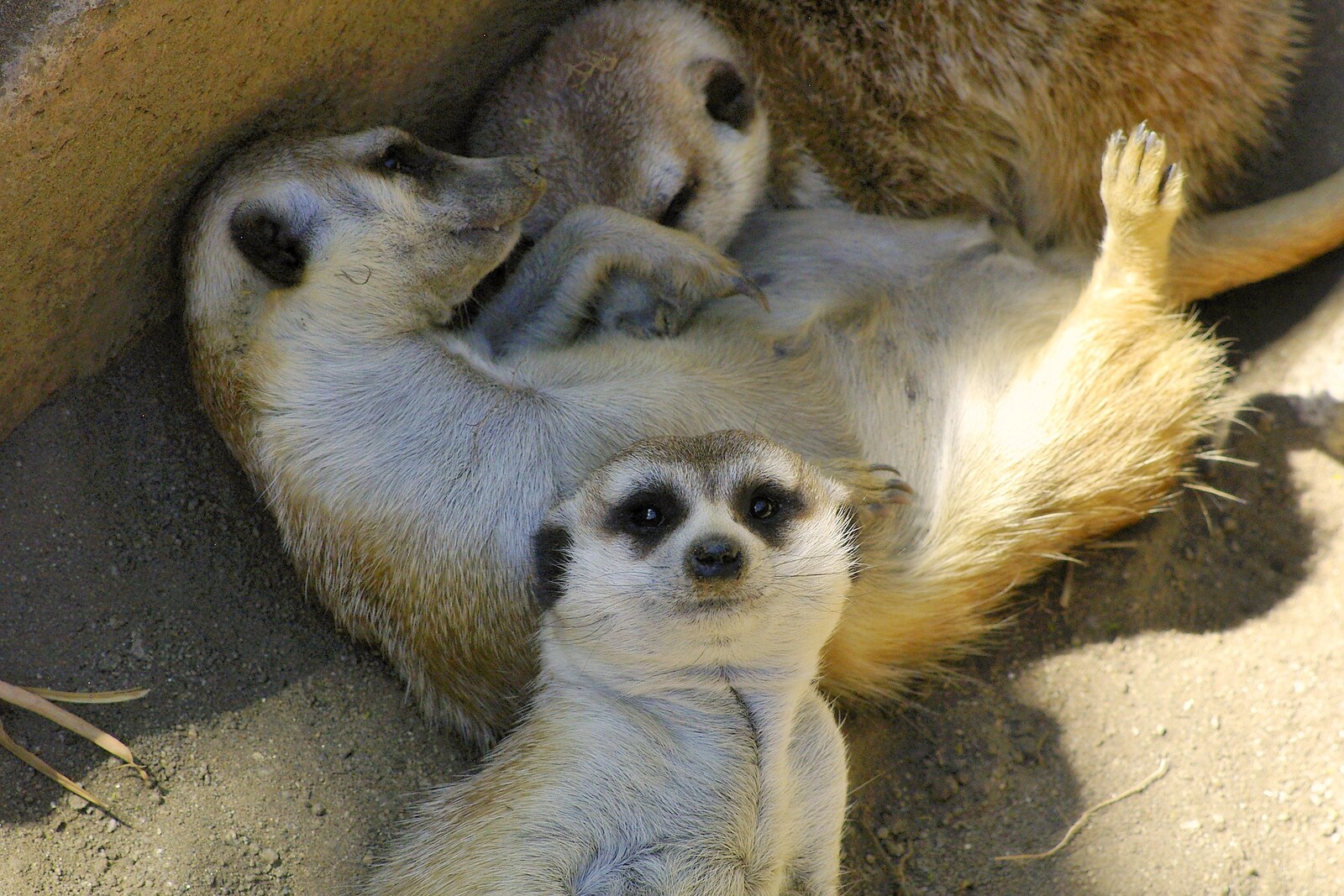 A family of meerkats from San Diego Seven: The Desert and the Dunes, Arizona and California, US - 22nd April