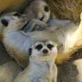 A family of meerkats, San Diego Seven: The Desert and the Dunes, Arizona and California, US - 22nd April