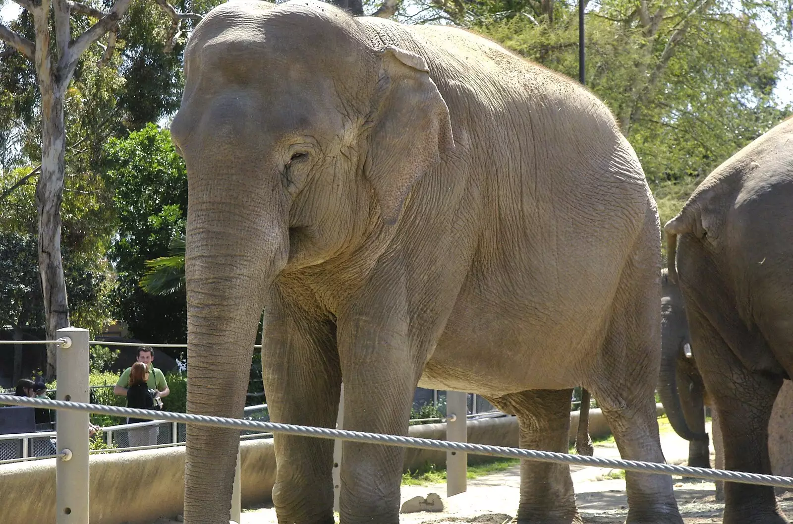 An elephant, from San Diego Seven: The Desert and the Dunes, Arizona and California, US - 22nd April