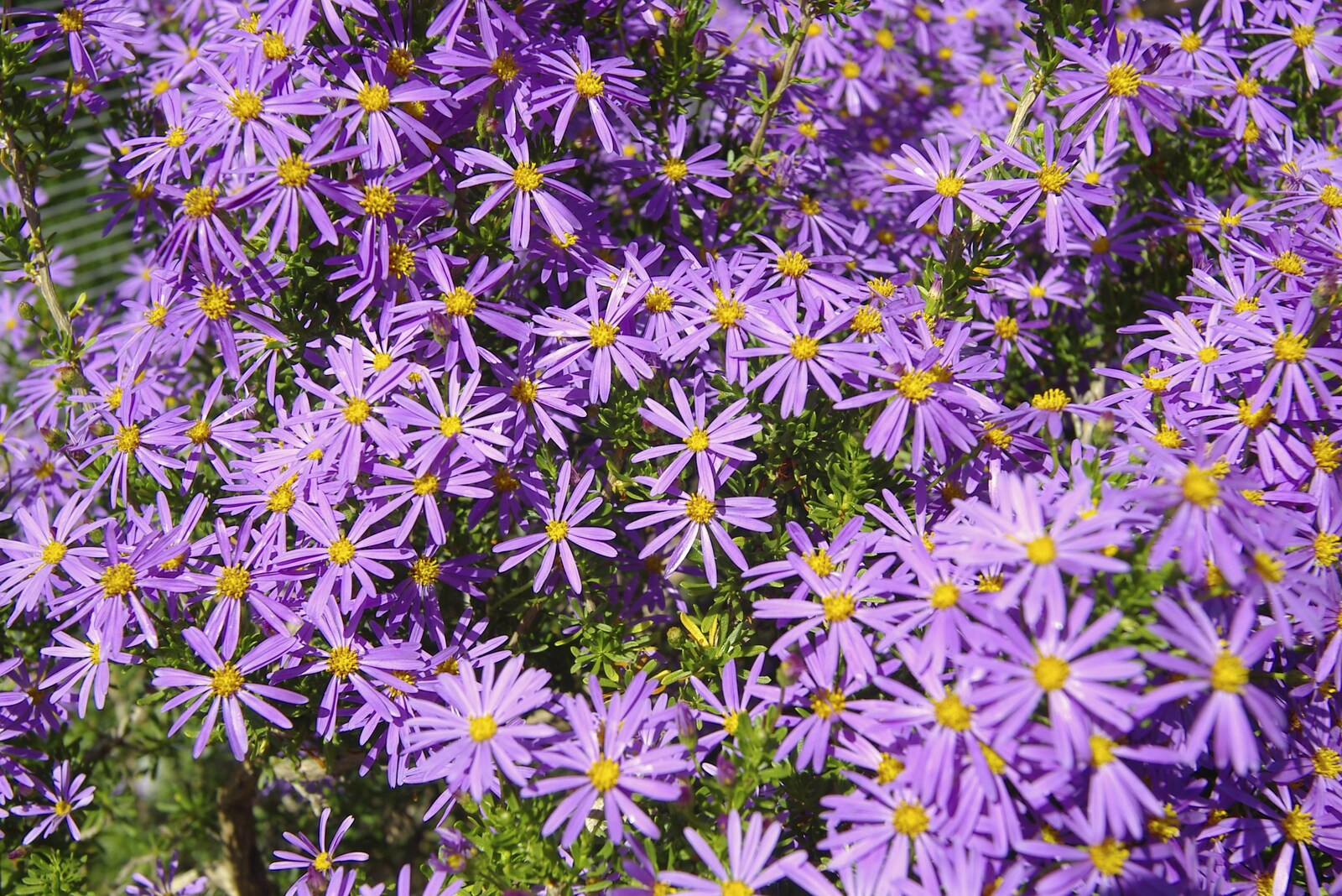 Bright purple flowers from San Diego Seven: The Desert and the Dunes, Arizona and California, US - 22nd April