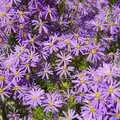 Bright purple flowers, San Diego Seven: The Desert and the Dunes, Arizona and California, US - 22nd April