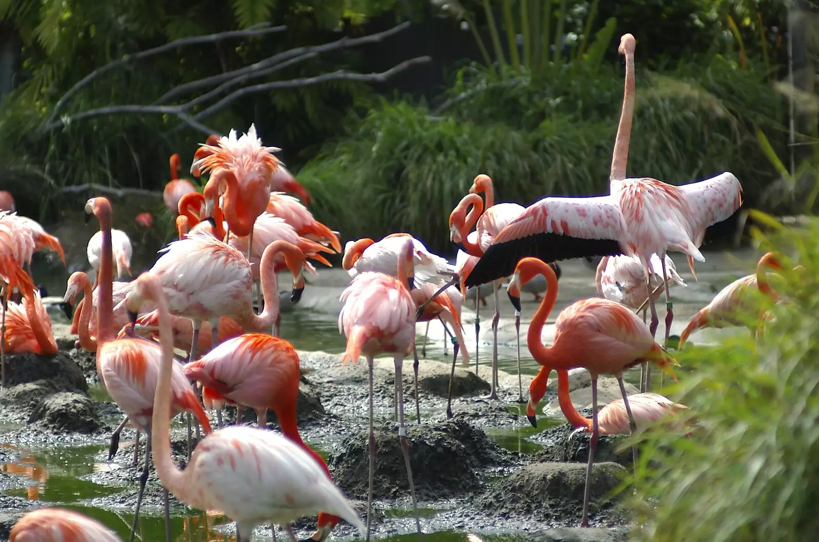 Pink flamingoes, from San Diego Seven: The Desert and the Dunes, Arizona and California, US - 22nd April