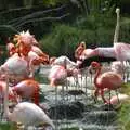 Pink flamingoes, San Diego Seven: The Desert and the Dunes, Arizona and California, US - 22nd April