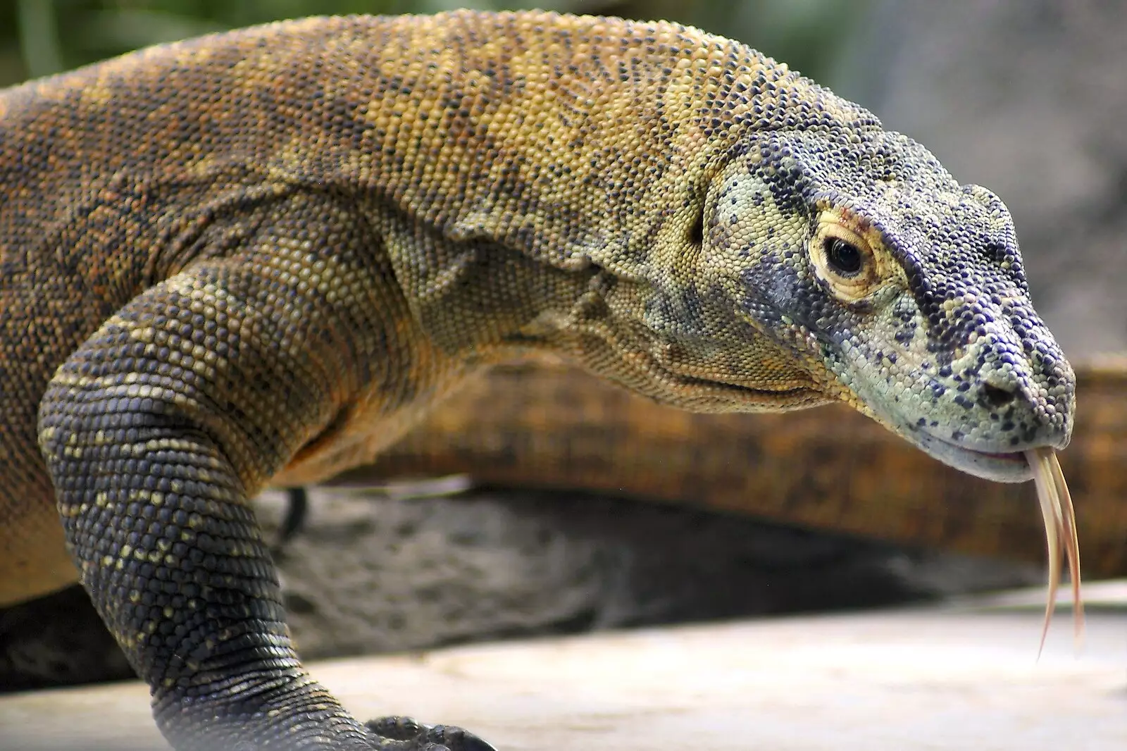 A monitor lizard, from San Diego Seven: The Desert and the Dunes, Arizona and California, US - 22nd April