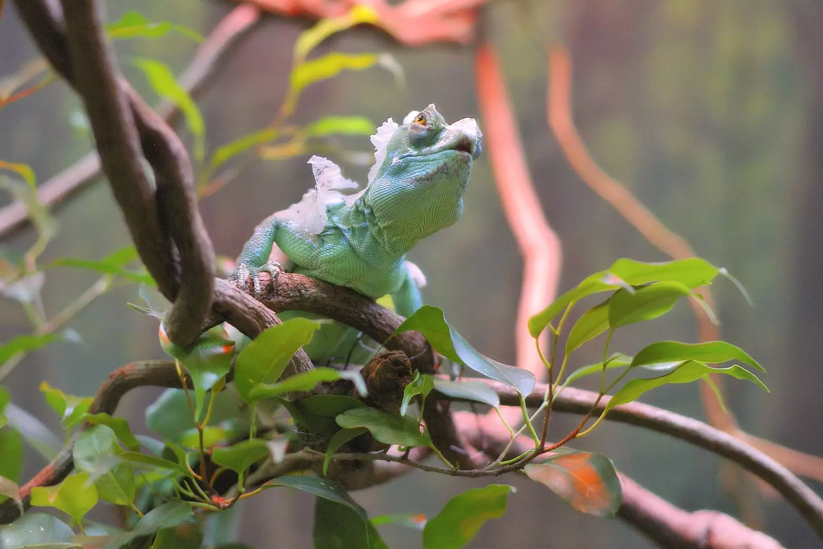 A green lizard is shedding its skin, from San Diego Seven: The Desert and the Dunes, Arizona and California, US - 22nd April