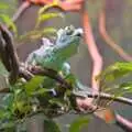 A green lizard is shedding its skin, San Diego Seven: The Desert and the Dunes, Arizona and California, US - 22nd April