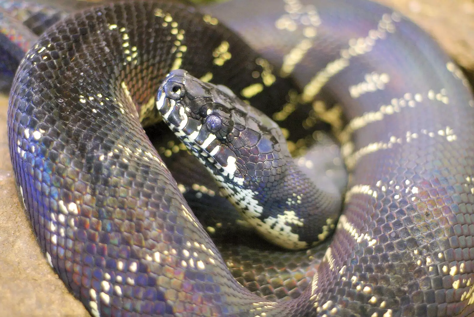 A coiled snake, from San Diego Seven: The Desert and the Dunes, Arizona and California, US - 22nd April