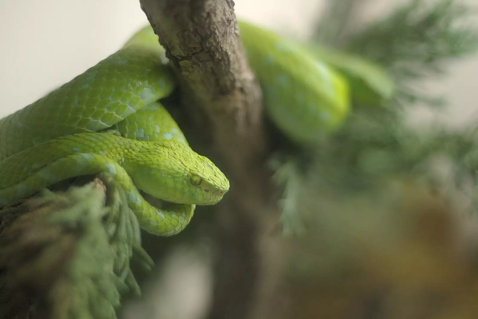 A green mamba, from San Diego Seven: The Desert and the Dunes, Arizona and California, US - 22nd April