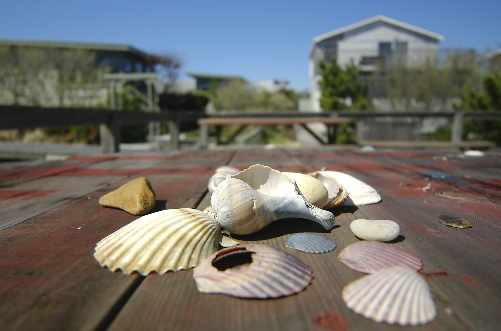 A heap of shells on a table from Phil and the Fair Harbor Fire Engine, Fire Island, New York State, US - 30th April 2006