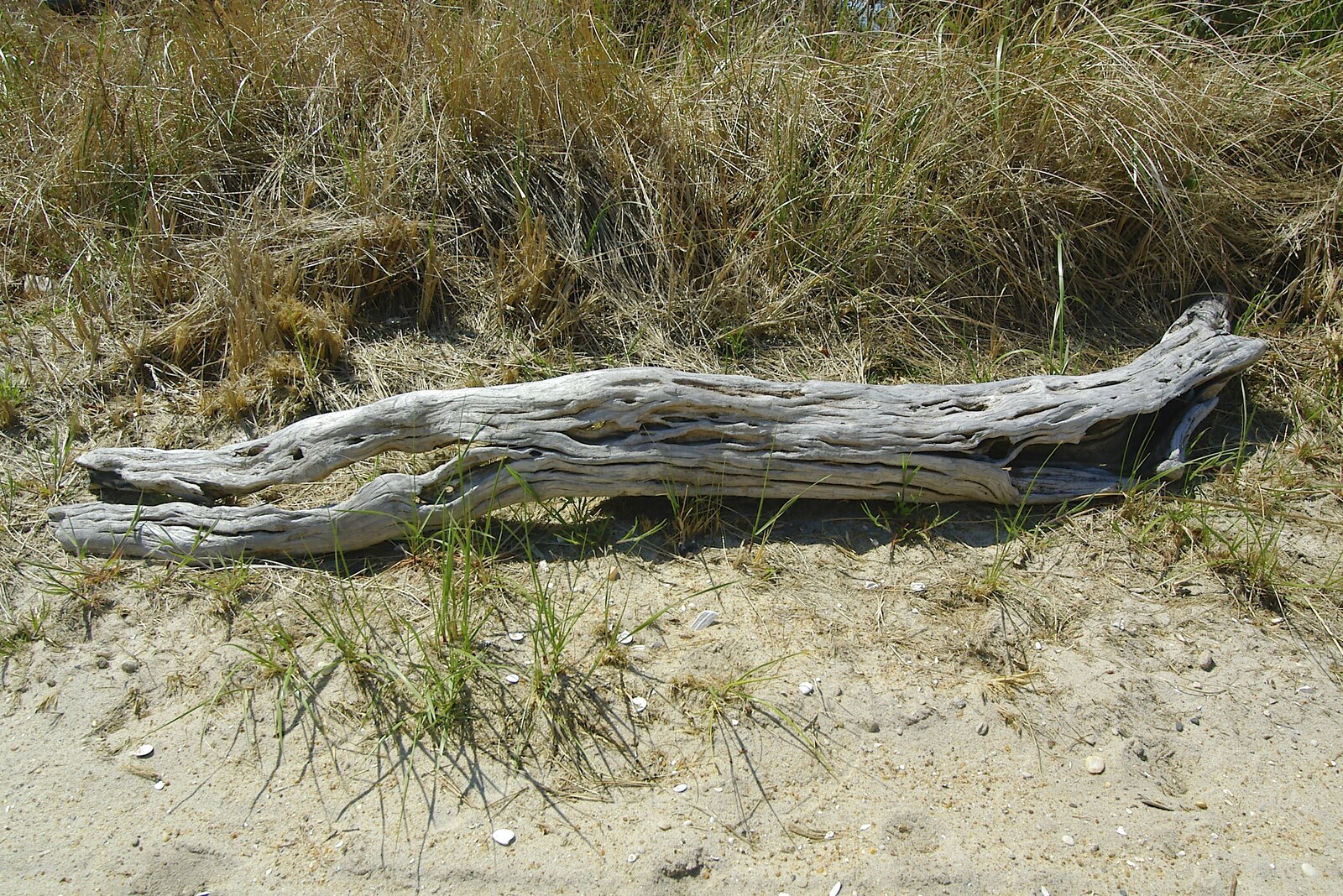 A dead branch from Phil and the Fair Harbor Fire Engine, Fire Island, New York State, US - 30th April 2006