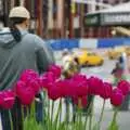 Bright pink tulips, A Union Square Demo, Bryant Park and Columbus Circle, New York, US - 2nd May 2006