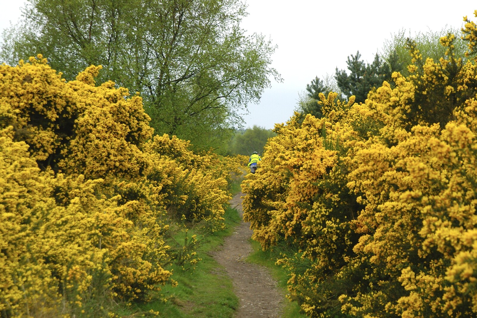 Bright yellow gorse on Kelling Heath from The BSCC does The Pheasant Hotel, Kelling, Norfolk - 6th May 2006
