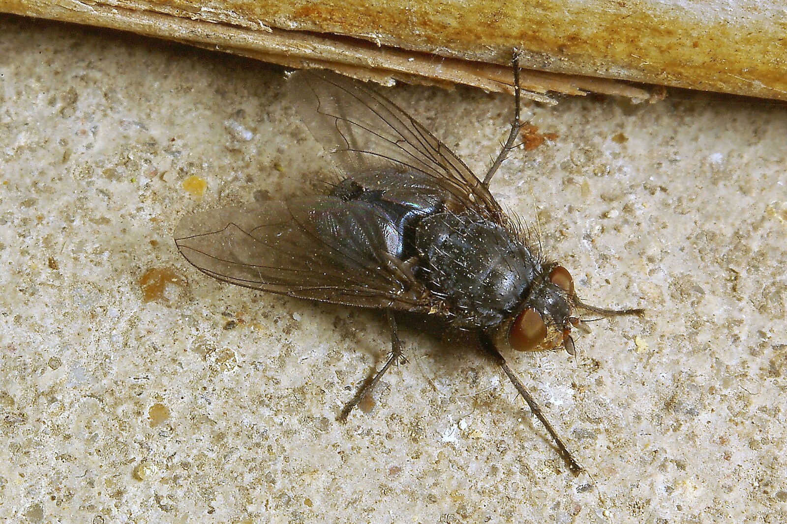 A housefly from Fun With Bellows: Macro Photography, Brome, Suffolk - 13th May 2006