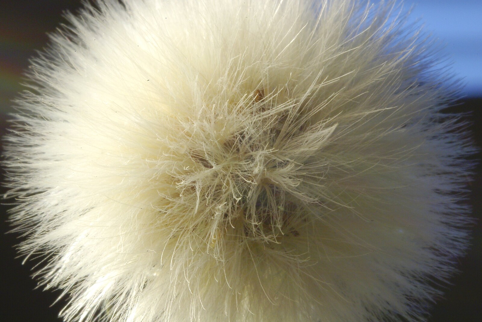 A dandelion seed from Fun With Bellows: Macro Photography, Brome, Suffolk - 13th May 2006