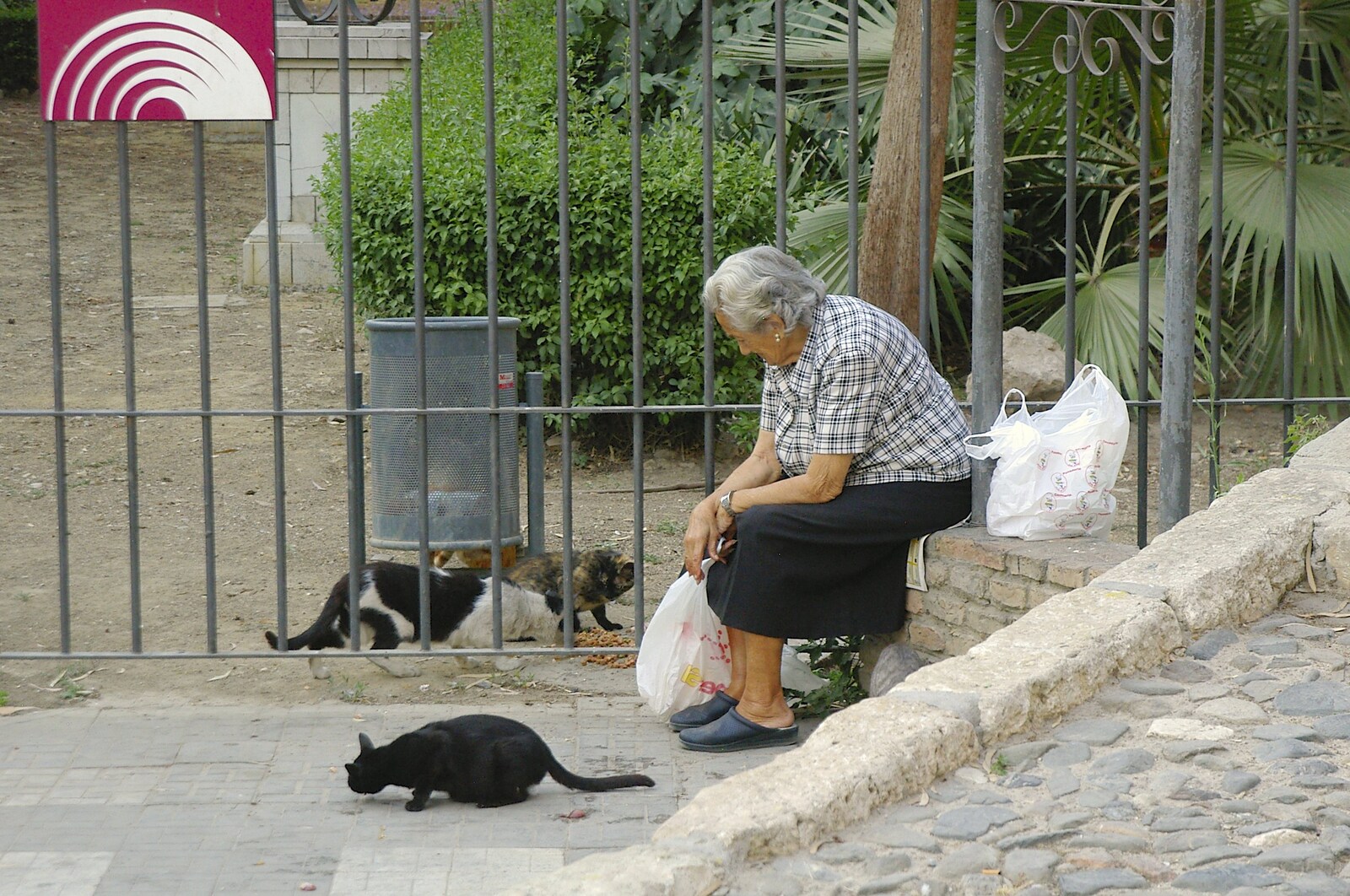 A woman watches the stray cats from Working at Telefónica, Malaga, Spain - 6th June 2006