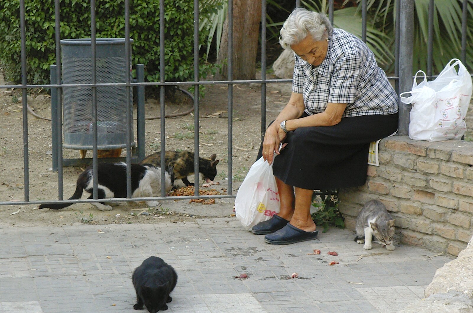 An woman feeds feral cats scraps of mystery meat from Working at Telefónica, Malaga, Spain - 6th June 2006