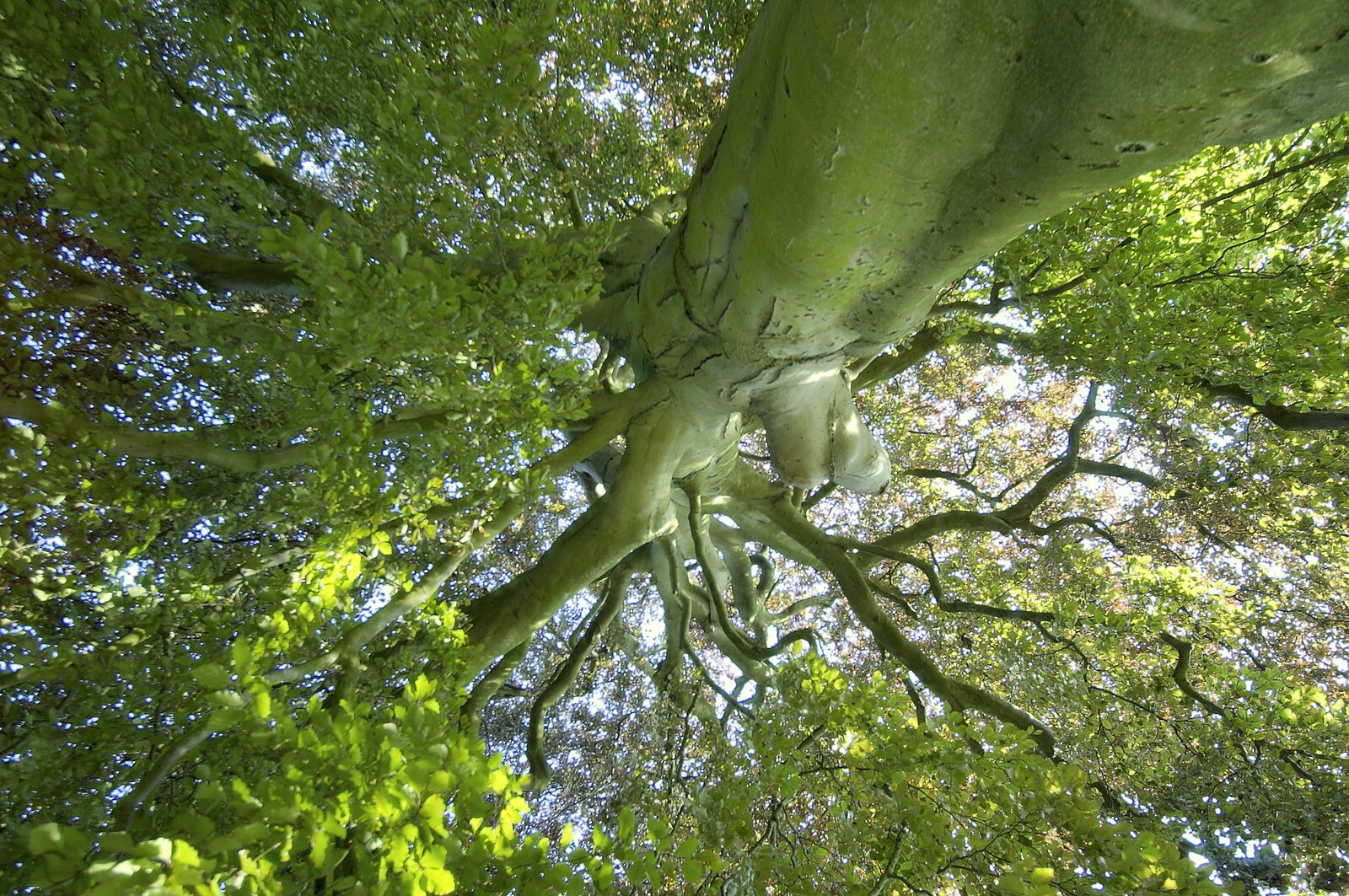 A fantastic tree, taken from the ground looking up from A Picnic by the Castle on a Hill, Framlingham, Suffolk - 17th June 2006