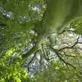 A fantastic tree, taken from the ground looking up, A Picnic by the Castle on a Hill, Framlingham, Suffolk - 17th June 2006