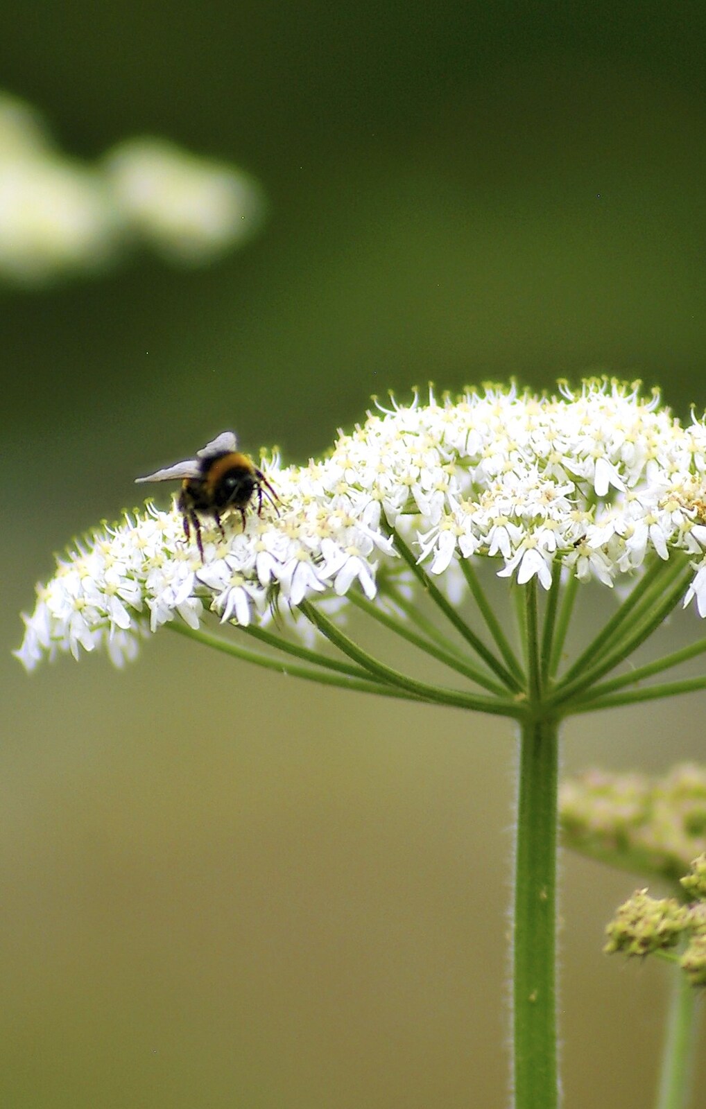 A bumble-bee lights upon a head of Cow Parsley from A French Market Visits, Diss, Norfolk - 24th June 2006