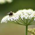 A bumble-bee lights upon a head of Cow Parsley, A French Market Visits, Diss, Norfolk - 24th June 2006