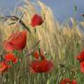 Poppies and barley, Qualcomm Moves Offices, Milton Road, Cambridge - 26th July 2006
