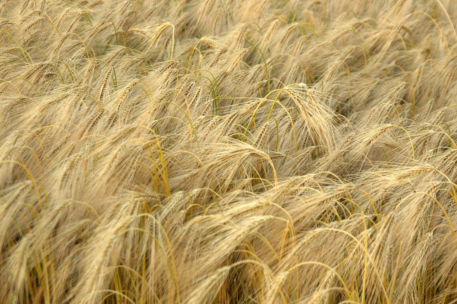 A field of barley waves in the breeze from The BBs Play Athelington Hall, Horham, Suffolk - 29th June 2006