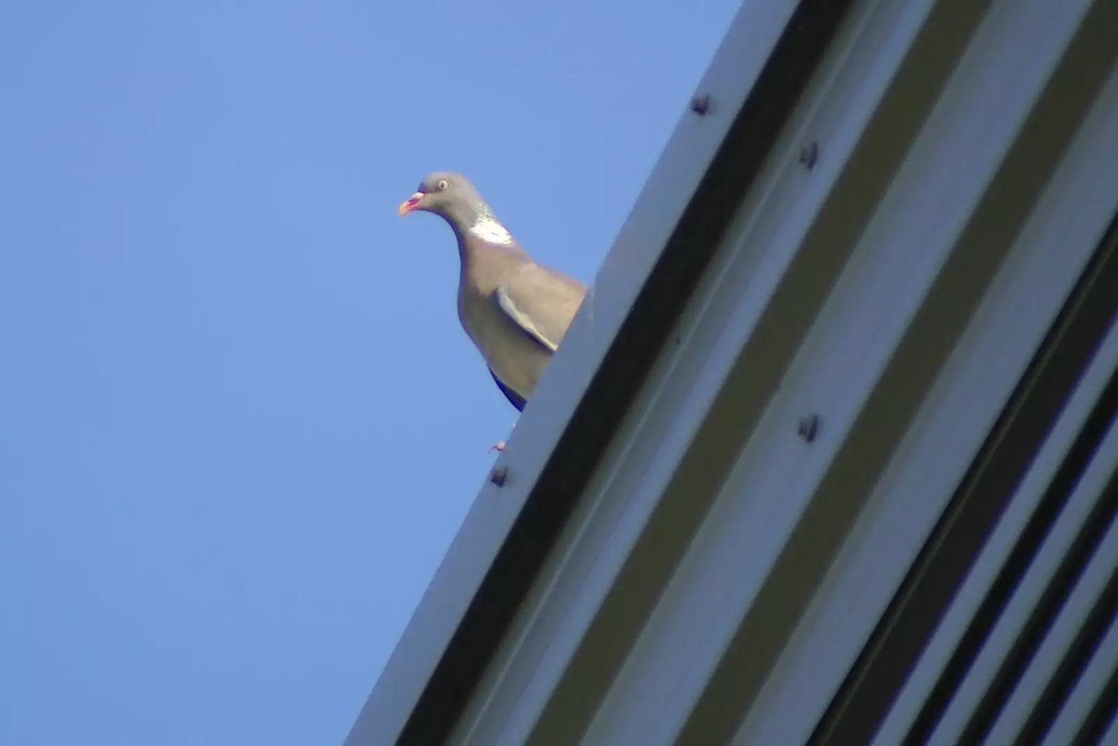 A pigeon on the roof, from Qualcomm's New Office Party, Science Park, Milton Road, Cambridge - 3rd July 2006