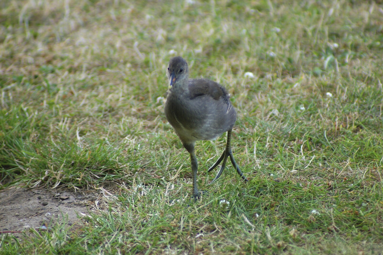 A Moorhen chick stomps about from Qualcomm's New Office Party, Science Park, Milton Road, Cambridge - 3rd July 2006