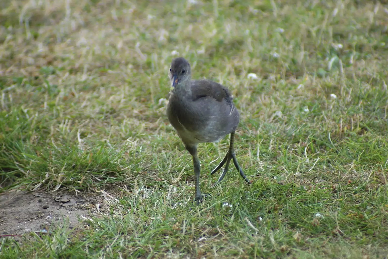 A Moorhen chick stomps about, from Qualcomm's New Office Party, Science Park, Milton Road, Cambridge - 3rd July 2006