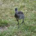 A Moorhen chick stomps about, Qualcomm's New Office Party, Science Park, Milton Road, Cambridge - 3rd July 2006