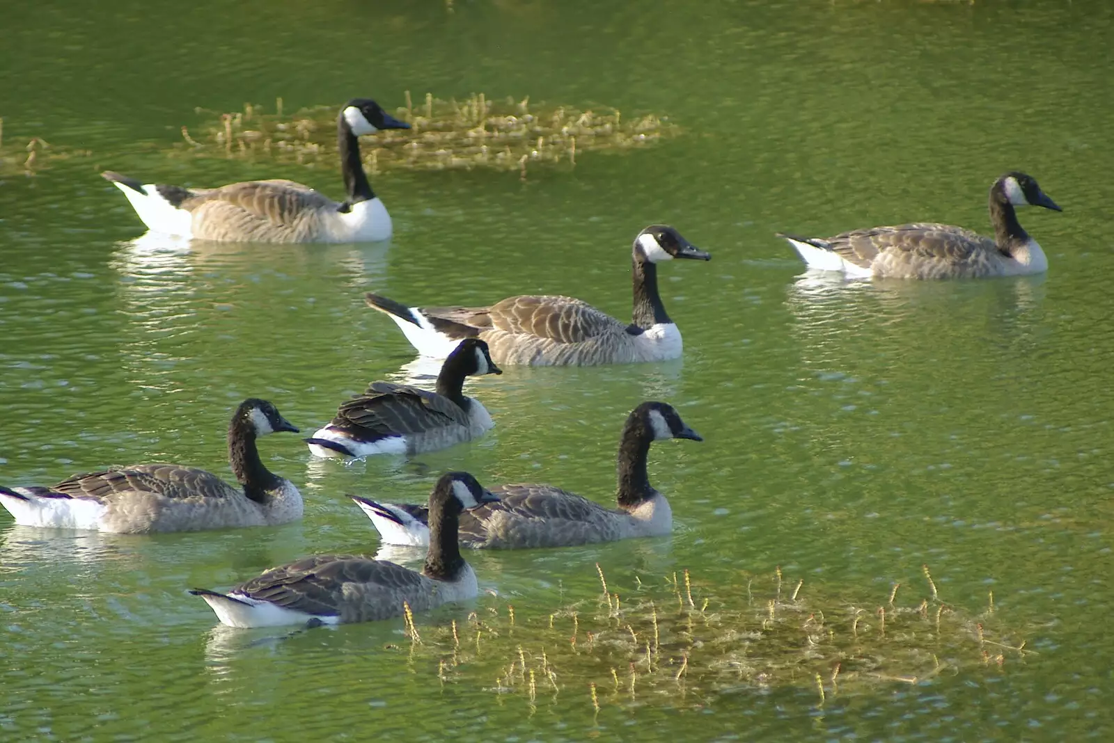 Geese on the Science Park lake, from Qualcomm's New Office Party, Science Park, Milton Road, Cambridge - 3rd July 2006