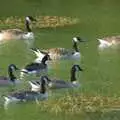 Geese on the Science Park lake, Qualcomm's New Office Party, Science Park, Milton Road, Cambridge - 3rd July 2006