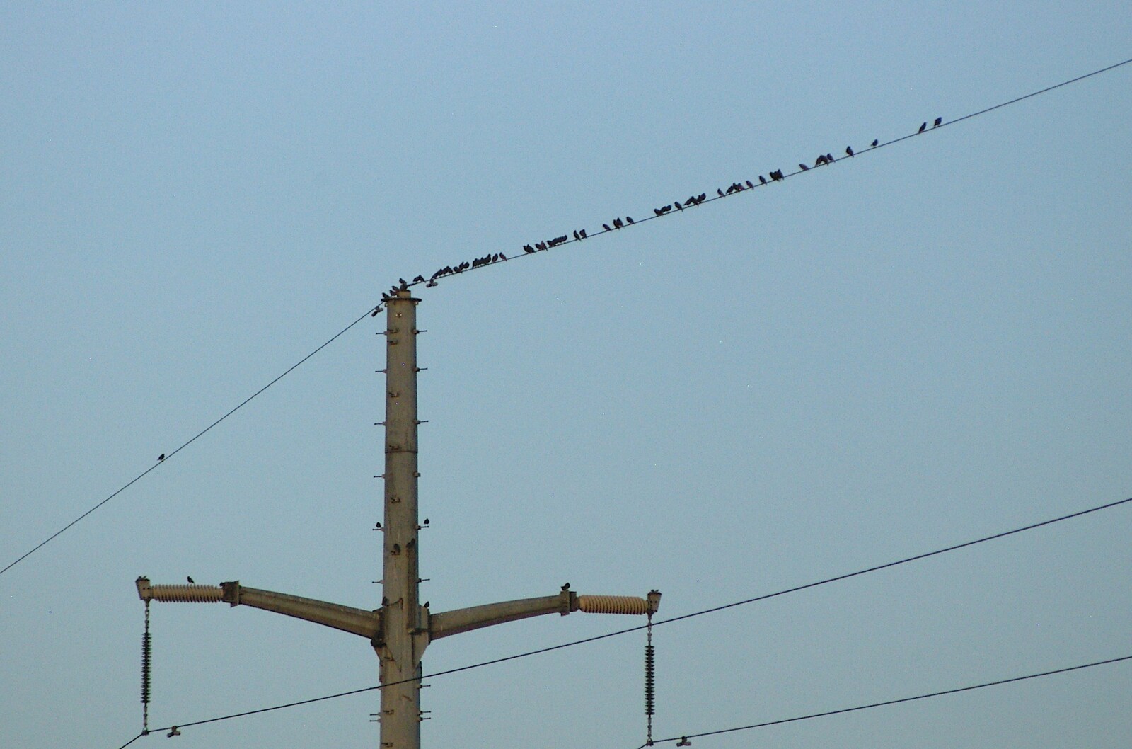 Birds like wires from Qualcomm's New Office Party, Science Park, Milton Road, Cambridge - 3rd July 2006