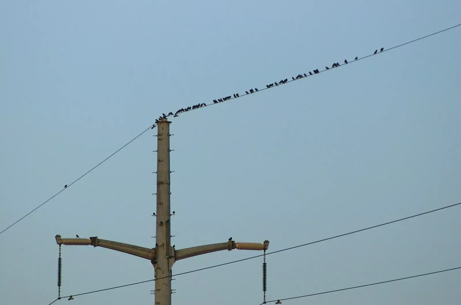 Birds like wires, from Qualcomm's New Office Party, Science Park, Milton Road, Cambridge - 3rd July 2006