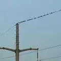 Birds like wires, Qualcomm's New Office Party, Science Park, Milton Road, Cambridge - 3rd July 2006