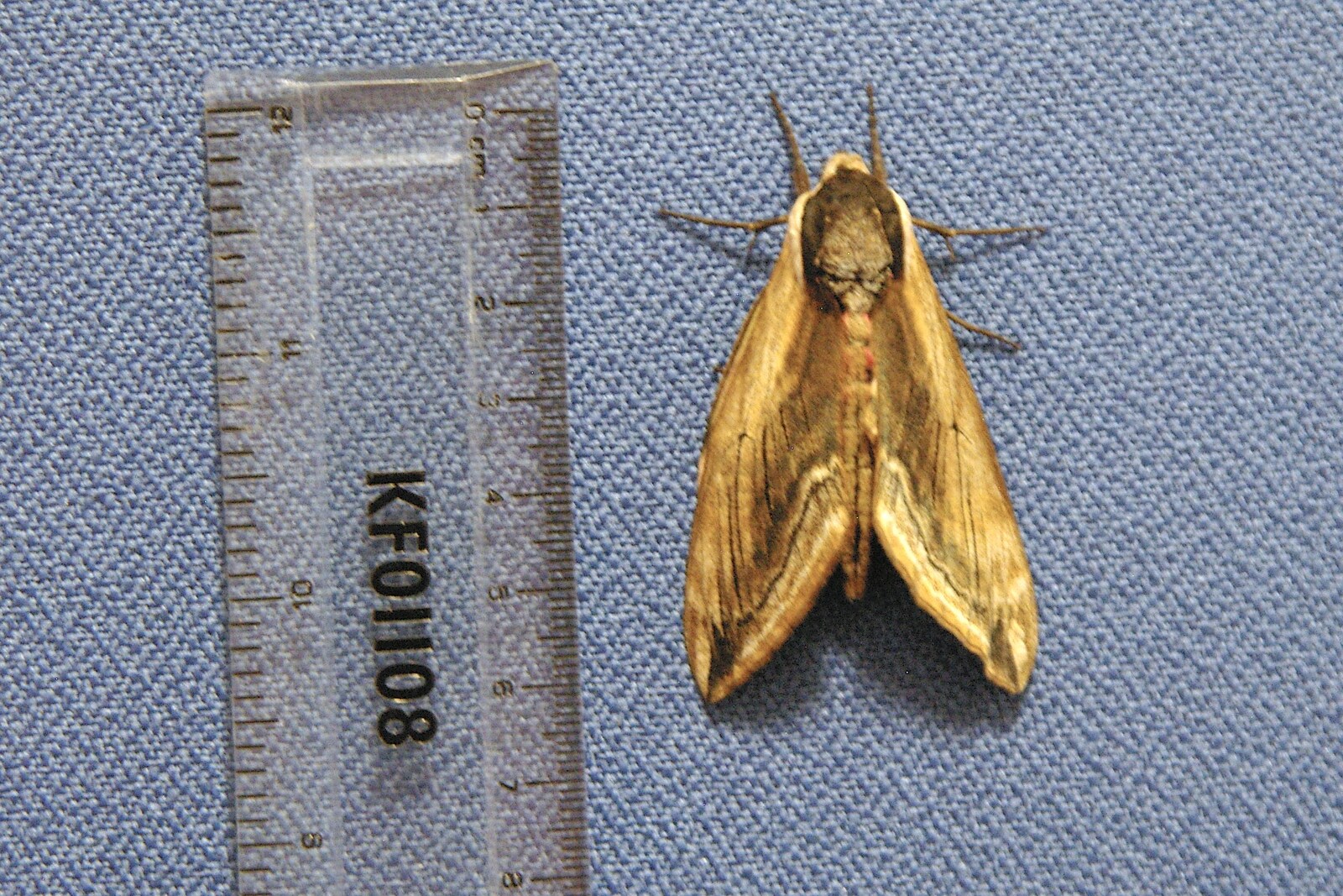 A 6cm moth lands in the upstairs office at work from Shakespeare at St. John's, Parker's Piece and the A14's Worst Day - 17th July 2006