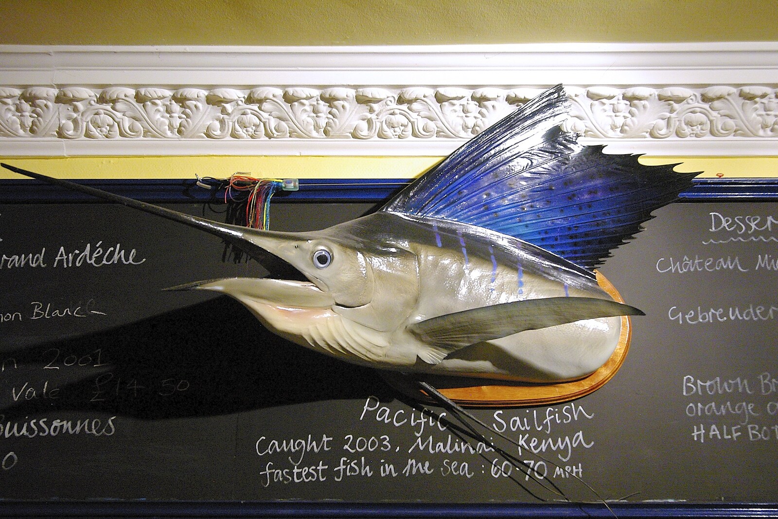 Above the bar, the head of a Pacific Sailfish from The Regatta Restaurant with Mother and Mike, Aldeburgh, Suffolk - 10th August 2006