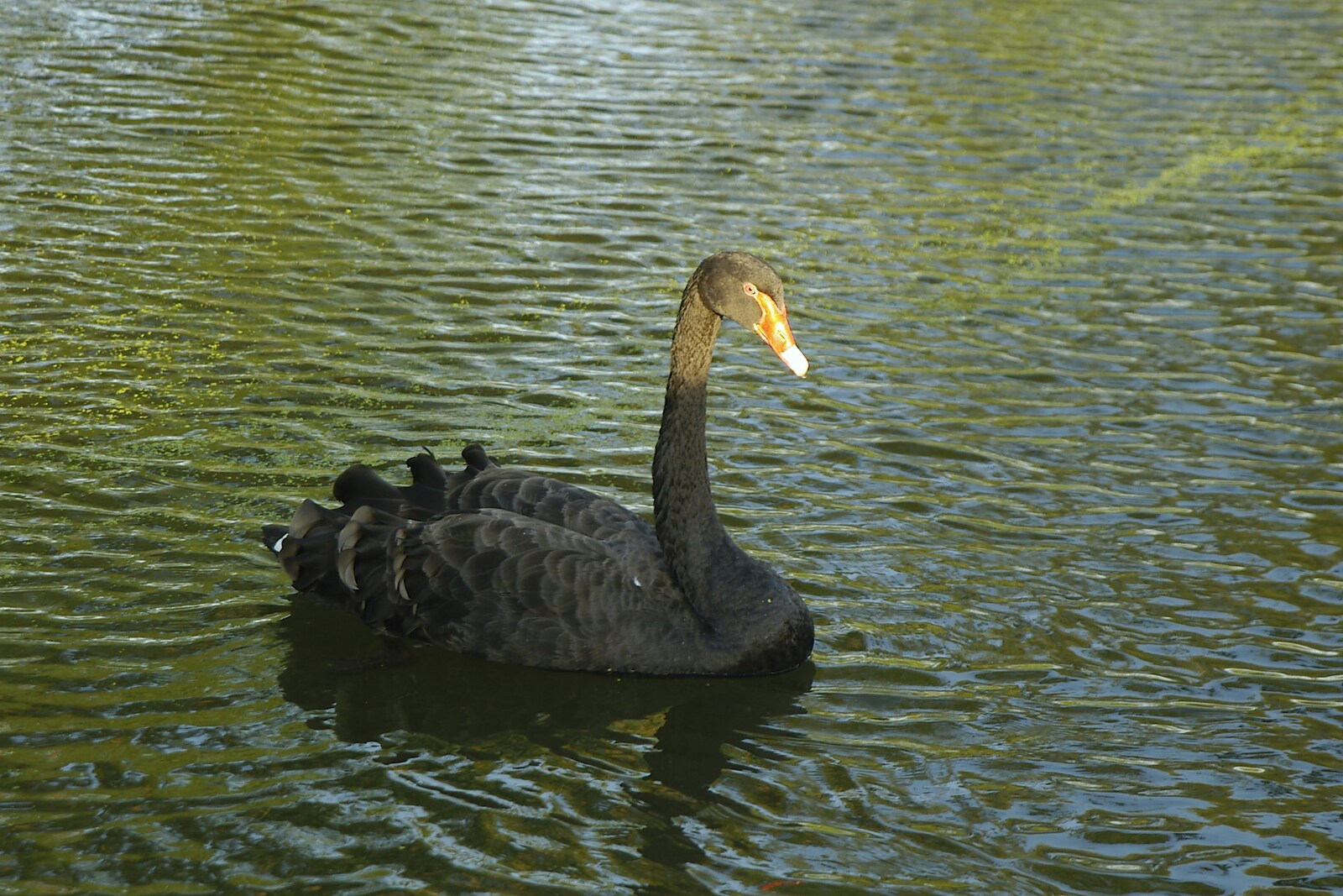 A black swan floats by from Grantchester Meadows, Alex Hill at Revs and Spitfires - 10th September 2006