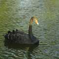 A black swan floats by, Grantchester Meadows, Alex Hill at Revs and Spitfires - 10th September 2006